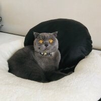 British Shorthair, Kedi  Zeytin fotoğrafı