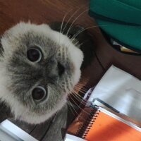 British Shorthair, Kedi  Eylül fotoğrafı