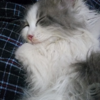 İran Kedisi (Persian), Kedi  Kirpik fotoğrafı