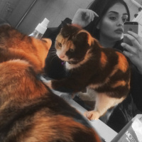Tekir Kedi, Kedi  Kıtır  fotoğrafı