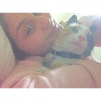 Tekir Kedi, Kedi  Kıtır  fotoğrafı