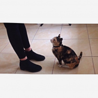 Tekir Kedi, Kedi  Kıtır  fotoğrafı