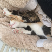 Tekir Kedi, Kedi  Kıtır  fotoğrafı