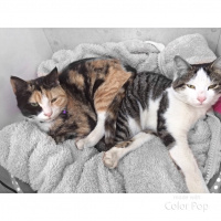 Tekir Kedi, Kedi  Kıtır  fotoğrafı
