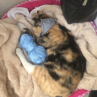 Tekir Kedi, Kedi  Kıtır  fotoğrafı