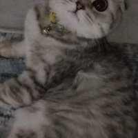 Scottish Fold, Kedi  Pamuk fotoğrafı