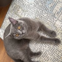 Brazilian Shorthair, Kedi  Çaki fotoğrafı