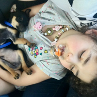 Minyatür Pinscher, Köpek  Dogie fotoğrafı