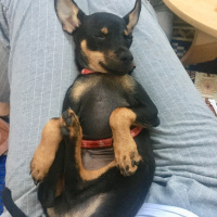 Minyatür Pinscher, Köpek  Dogie fotoğrafı