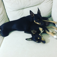 Minyatür Pinscher, Köpek  Dogie fotoğrafı