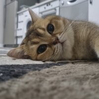 British Shorthair, Kedi  Daffy fotoğrafı