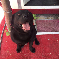 Labrador Retriever, Köpek  Tazi fotoğrafı