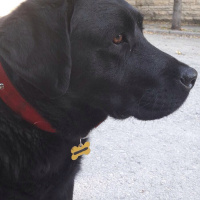 Labrador Retriever, Köpek  Tazi fotoğrafı