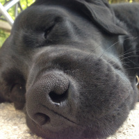 Labrador Retriever, Köpek  Tazi fotoğrafı