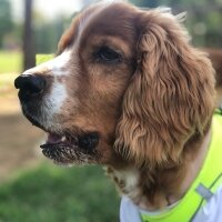 Amerikan Cocker Spaniel, Köpek  Barnie fotoğrafı