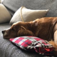 Amerikan Cocker Spaniel, Köpek  Barnie fotoğrafı