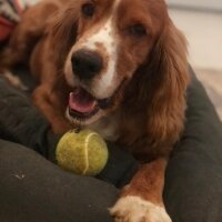 Amerikan Cocker Spaniel, Köpek  Barnie fotoğrafı