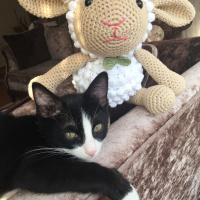 Tekir Kedi, Kedi  Alex fotoğrafı