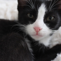 Tekir Kedi, Kedi  Alex fotoğrafı