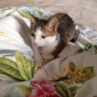 Tekir Kedi, Kedi  Sky fotoğrafı