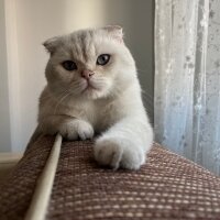 Scottish Fold, Kedi  Kandemir fotoğrafı