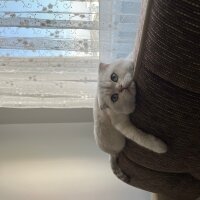 Scottish Fold, Kedi  Kandemir fotoğrafı