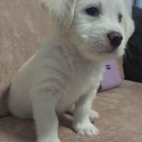 Maltese, Köpek  LEYDİ fotoğrafı