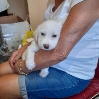 Maltese, Köpek  LEYDİ fotoğrafı