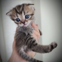 Scottish Fold, Kedi  Yavru fotoğrafı