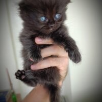 Scottish Fold, Kedi  Yavru fotoğrafı