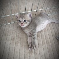 Scottish Fold, Kedi  Yavru fotoğrafı