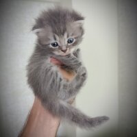 Scottish Fold, Kedi  Yavru fotoğrafı