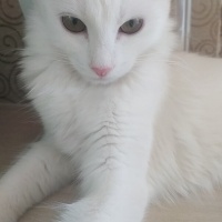 Ankara Kedisi, Kedi  Badem fotoğrafı