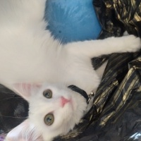 Ankara Kedisi, Kedi  Badem fotoğrafı