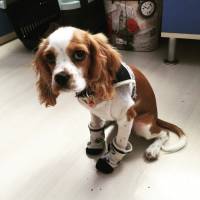 Cavalier King Charles Spanieli, Köpek  Luna fotoğrafı