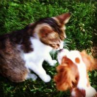 Cavalier King Charles Spanieli, Köpek  Luna fotoğrafı