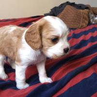 Cavalier King Charles Spanieli, Köpek  Luna fotoğrafı