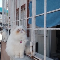 İran Kedisi (Persian), Kedi  MAYA fotoğrafı