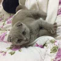 Scottish Fold, Kedi  Duman fotoğrafı