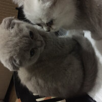 Scottish Fold, Kedi  Duman fotoğrafı