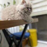 British Longhair, Kedi  KITIR fotoğrafı