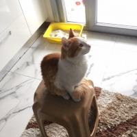 Tekir Kedi, Kedi  Karamel fotoğrafı