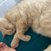 British Shorthair, Kedi  Porti fotoğrafı