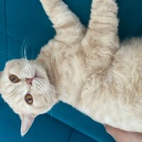 British Shorthair, Kedi  Porti fotoğrafı