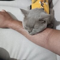 British Shorthair, Kedi  Lupen fotoğrafı