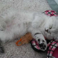 Chinchilla, Kedi  Çakıl fotoğrafı