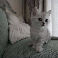 Chinchilla, Kedi  Çakıl fotoğrafı