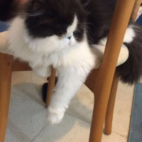 İran Kedisi (Persian), Kedi  Likör  fotoğrafı