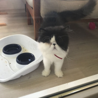 İran Kedisi (Persian), Kedi  Likör  fotoğrafı