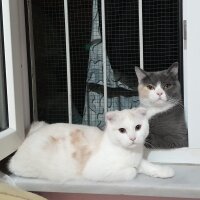 Tiffanie, Kedi  Balım fotoğrafı